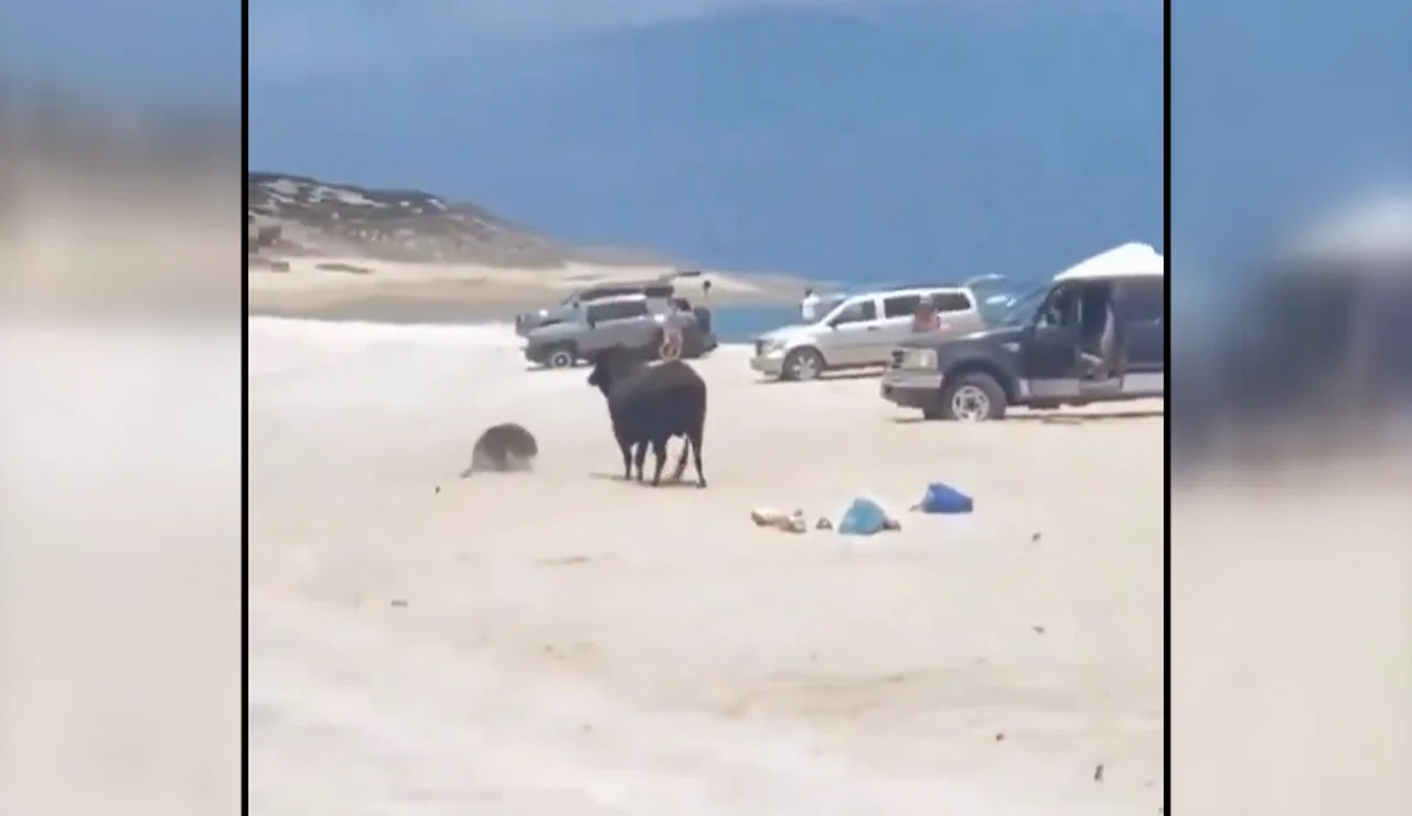 Un toro en una playa de México