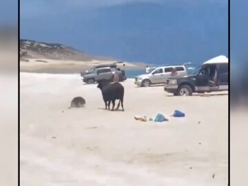 Un toro en una playa de México