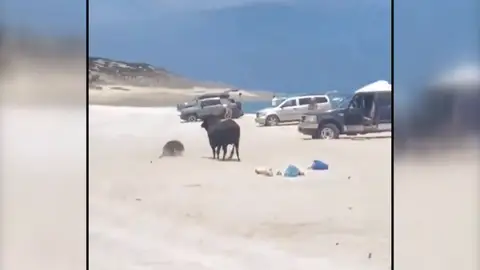 Un toro en una playa de México Un toro en una playa de México