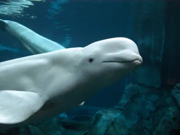 Imagen de una beluga Imagen de una beluga