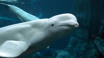 Imagen de una beluga