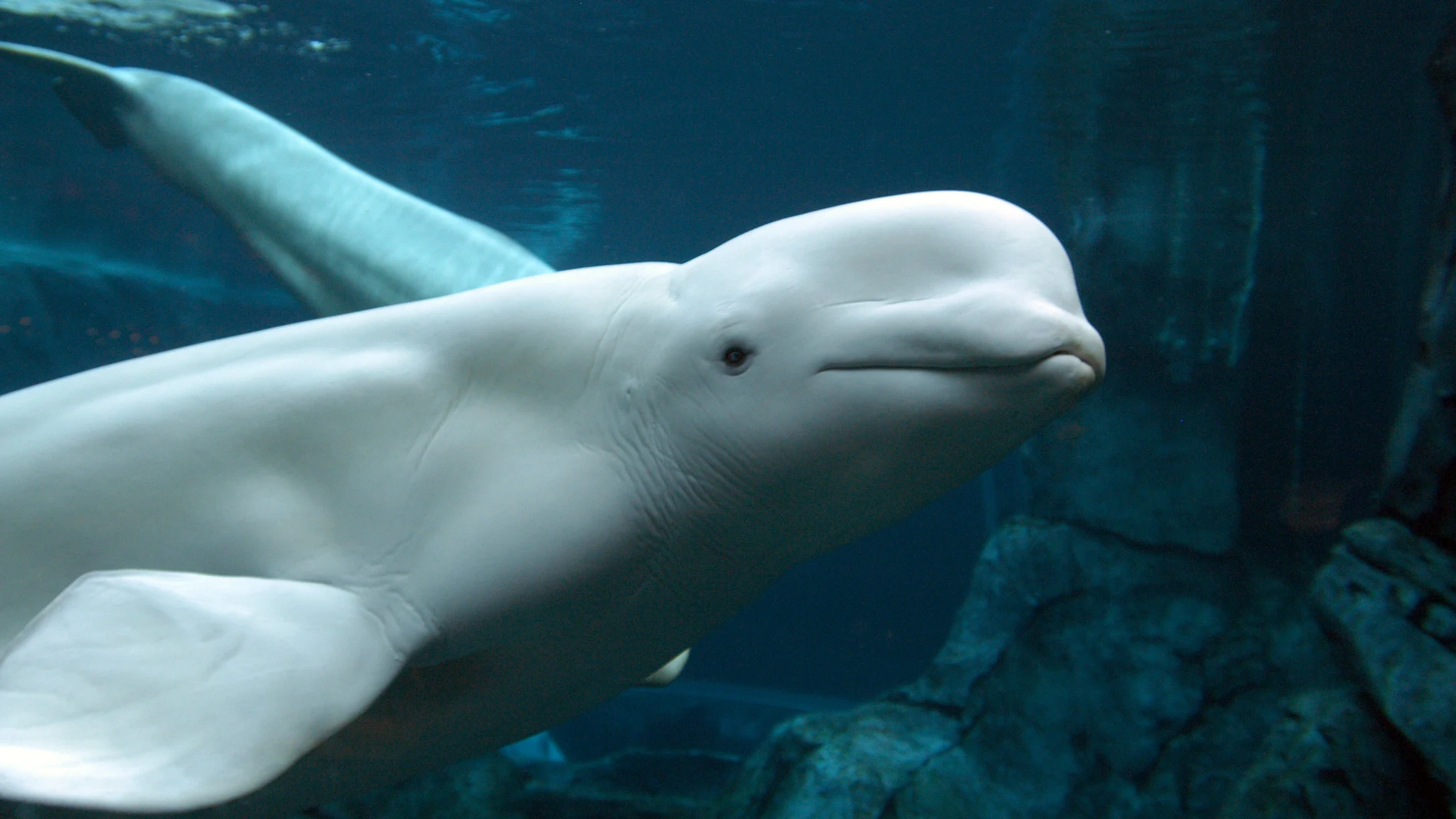 Imagen de una beluga Imagen de una beluga