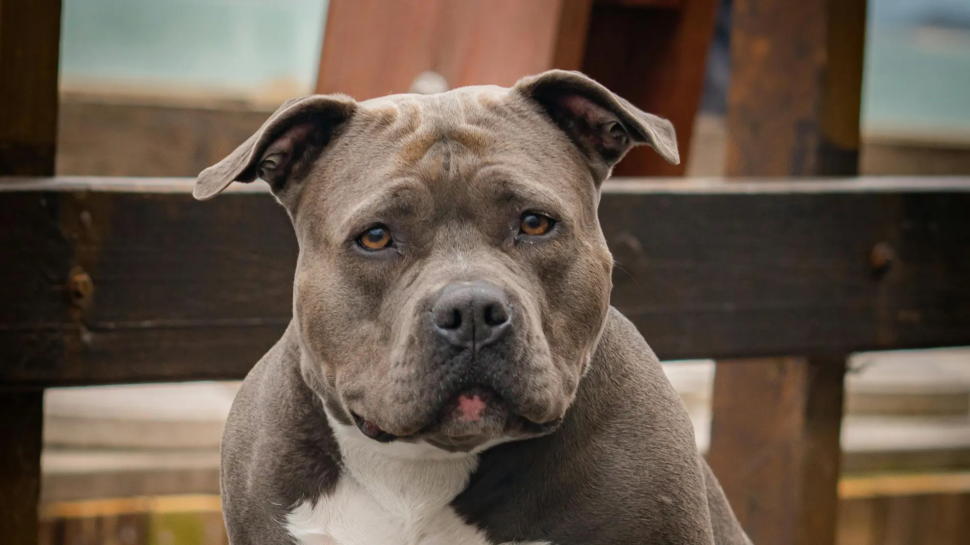 Imagen de archivo de un american bully terrier XL