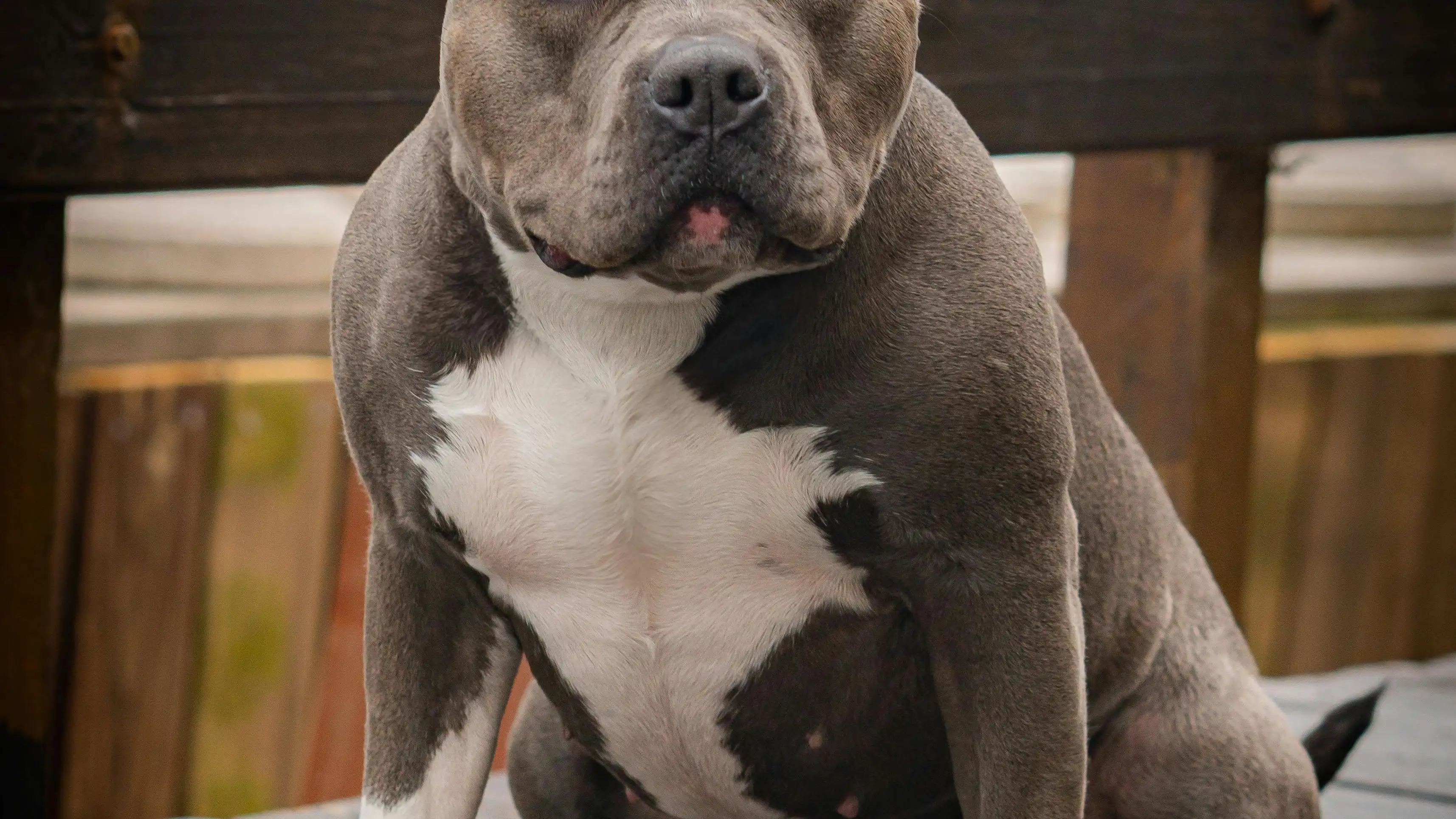 Imagen de archivo de un american bully terrier XL