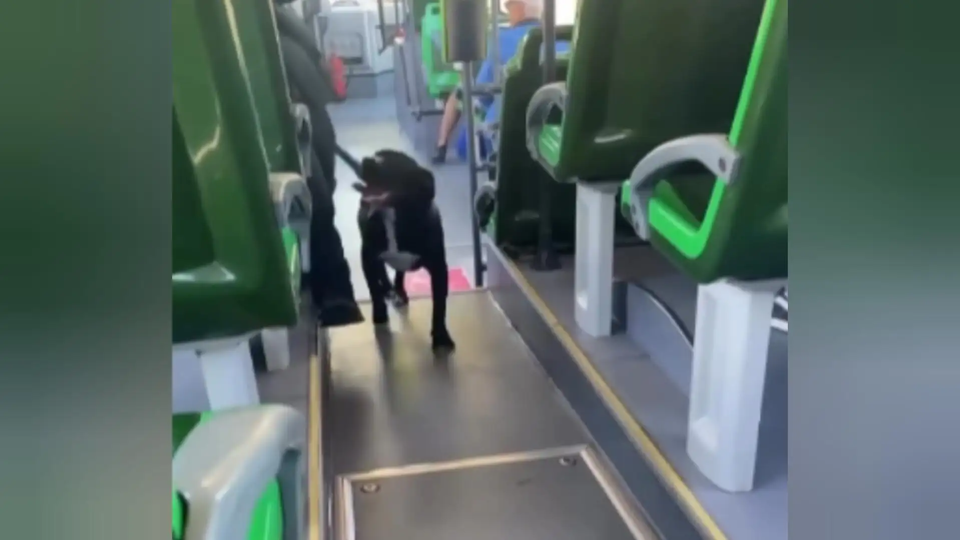La conductora de una guagua socorre a un perro perdido