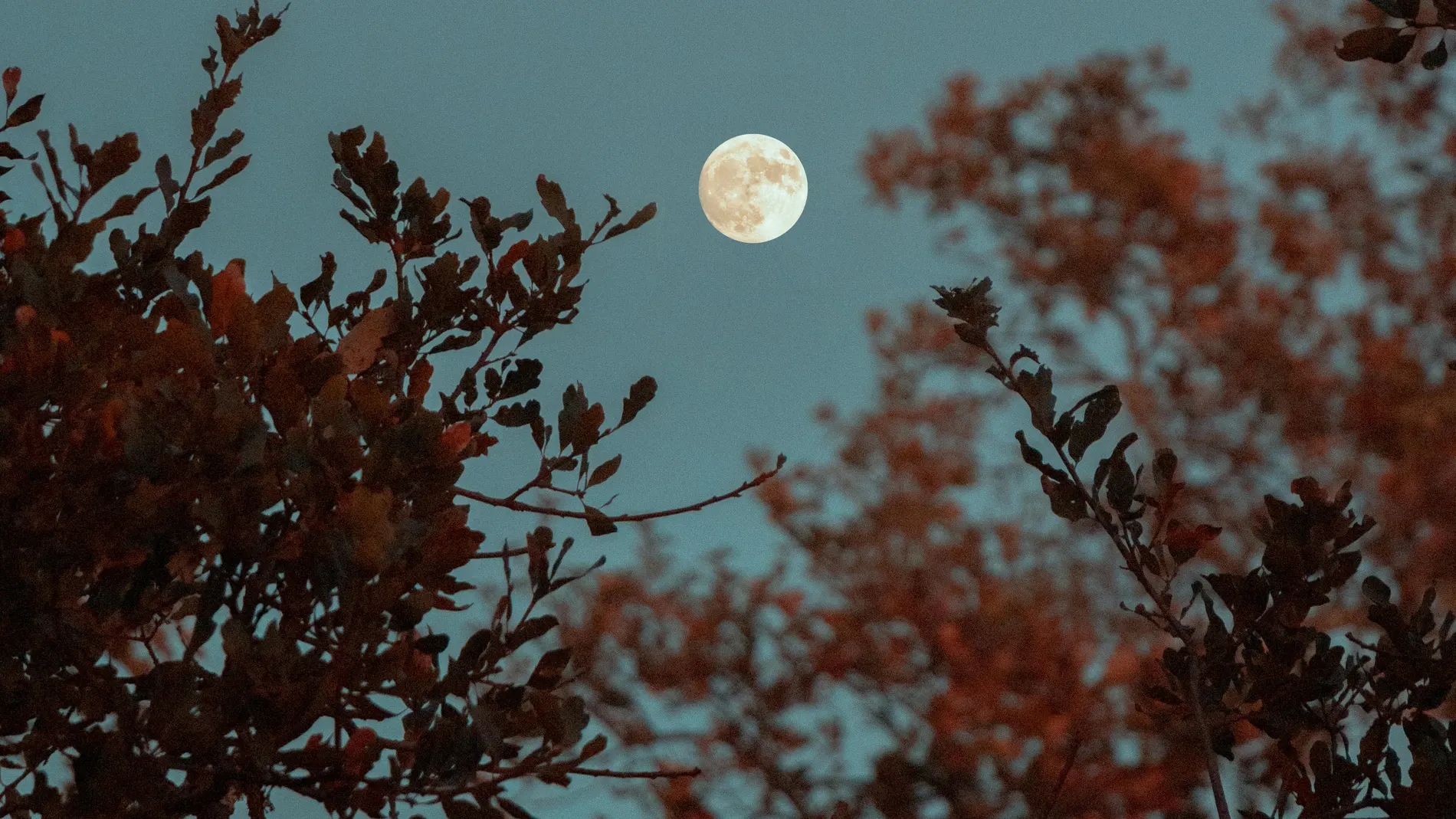 Luna llena Luna llena