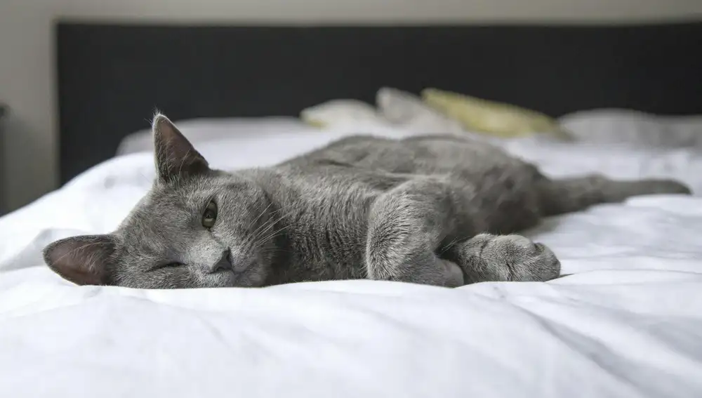 Una gato en la cama.