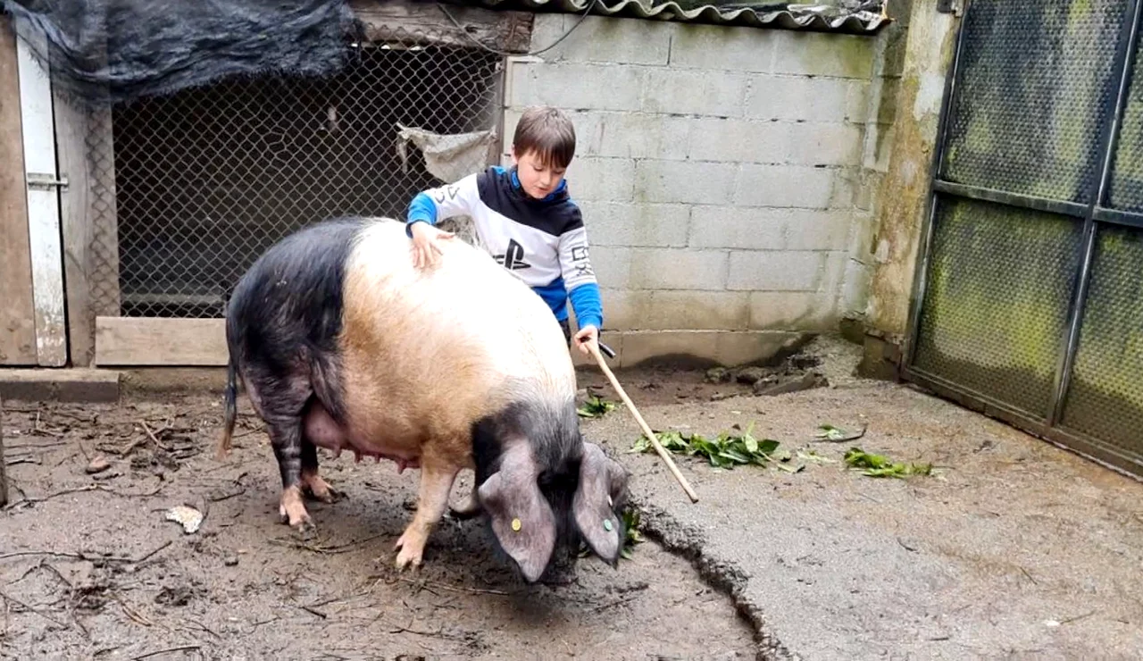 Anxo, el niño gallego de 7 años capaz de domar a su cerda Galiciña, de 300 kilos: &quot;La quiero mucho&quot;