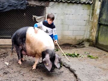Anxo, el niño gallego de 7 años capaz de domar a su cerda Galiciña, de 300 kilos: "La quiero mucho"