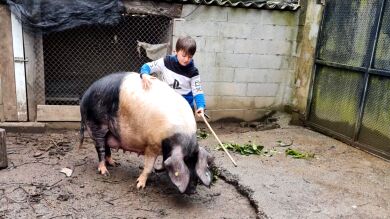 Anxo, el niño gallego de 7 años capaz de domar a Galiciña, su cerda de 300 kilos: 