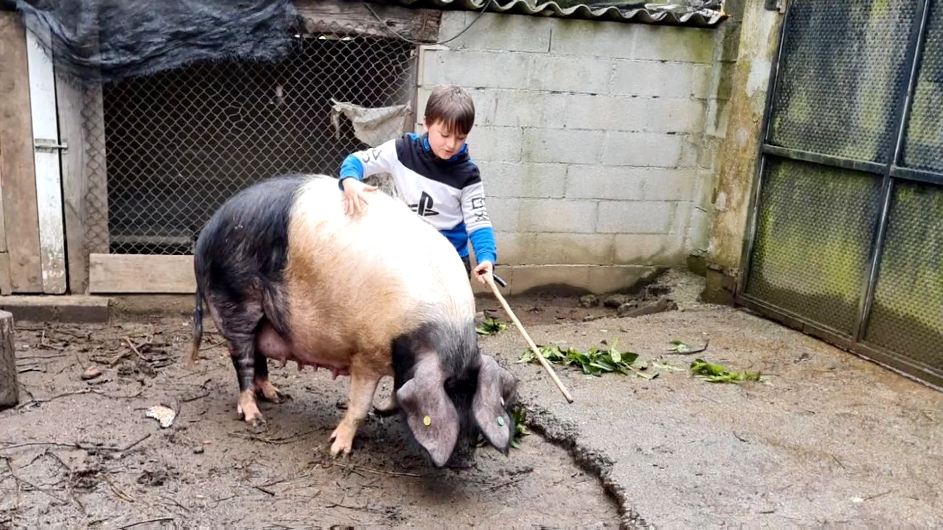 Anxo, el niño gallego de 7 años capaz de domar a su cerda Galiciña, de 300 kilos: "La quiero mucho" Anxo, el niño gallego de 7 años capaz de domar a su cerda Galiciña, de 300 kilos: "La quiero mucho"