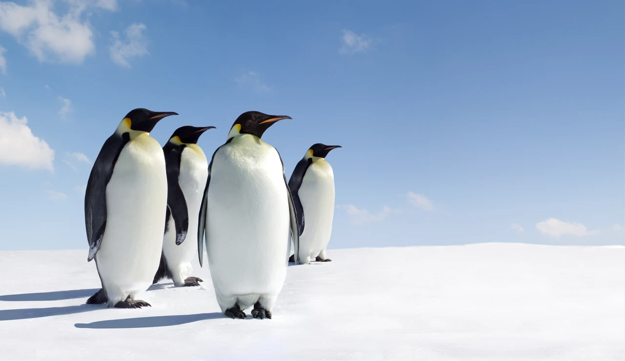 Imagen de archivo de pingüinos emperadores