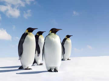 Imagen de archivo de pingüinos emperadores