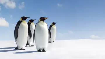 Imagen de archivo de pingüinos emperadores Imagen de archivo de pingüinos emperadores