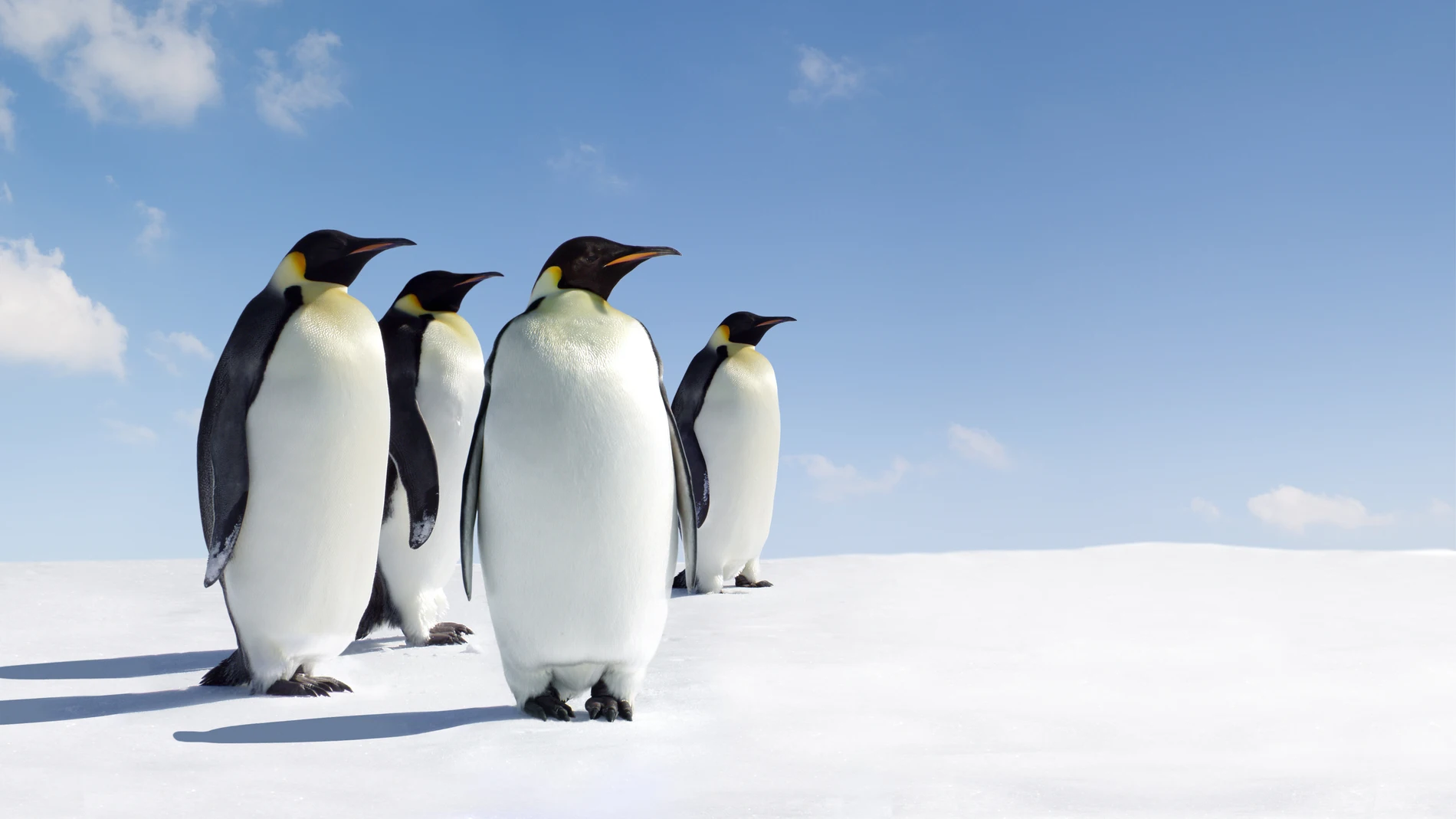 Imagen de archivo de pingüinos emperadores Imagen de archivo de pingüinos emperadores