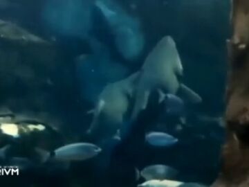 Txuri, Conchita y el "agresivo" ritual sexual de estos tiburones de San Sebastián: "Son muy fogosos" 
