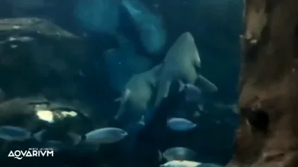 Txuri, Conchita y el "agresivo" ritual sexual de estos tiburones de San Sebastián: "Son muy fogosos" Txuri, Conchita y el "agresivo" ritual sexual de estos tiburones de San Sebastián: "Son muy fogosos"