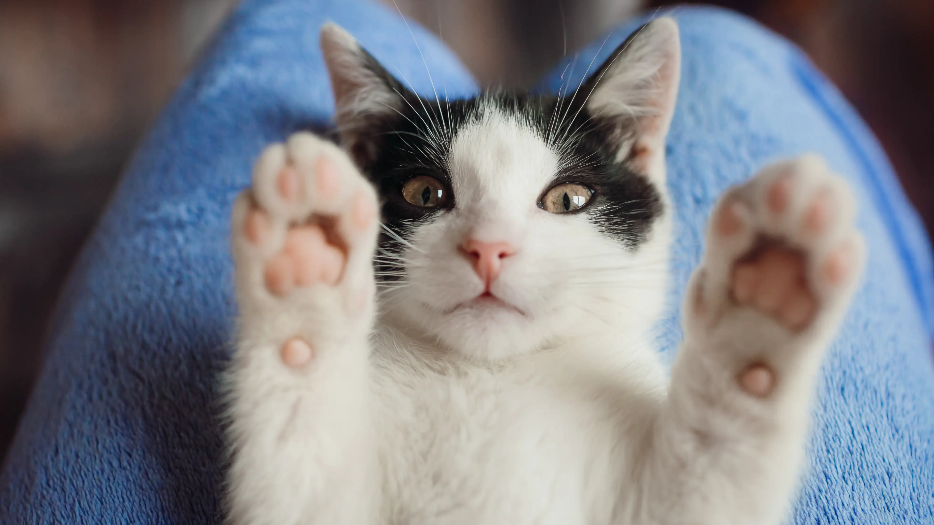 Gato, imagen de archivo
