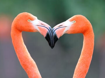 Imagen de archivo de dos flamencos