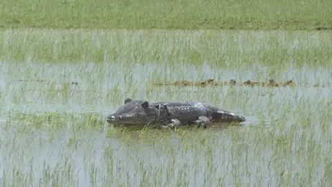 Cocodrilo en la Albufera