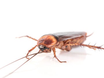 Imagen de archivo de cucaracha