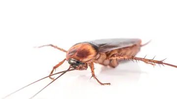Imagen de archivo de cucaracha