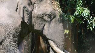 Elefante
