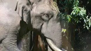 Elefante Elefante