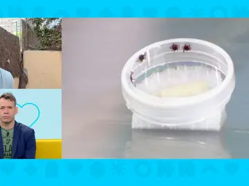 Garrapatas. Garrapatas.