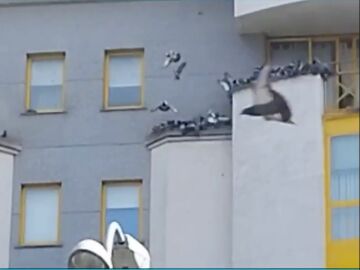 Invasión de palomas en Lugo