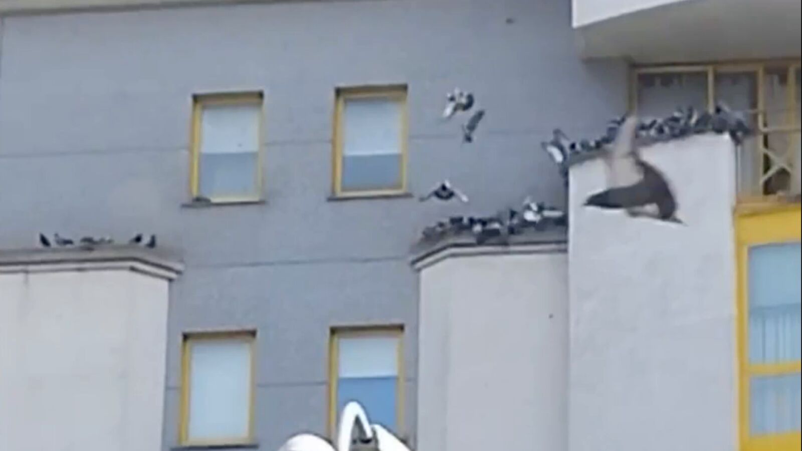 Invasión de palomas en un barrio de Lugo por una mujer que las alimenta