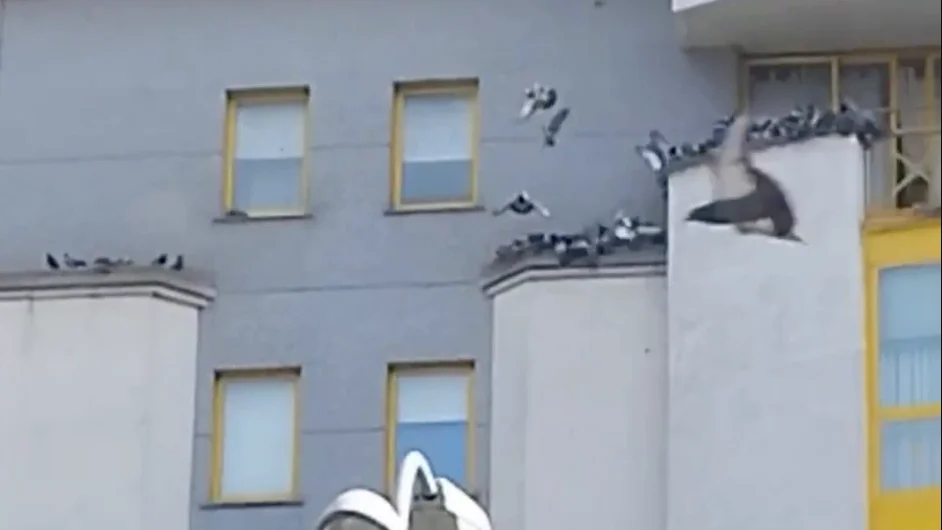 Invasi&oacute;n de palomas en Lugo