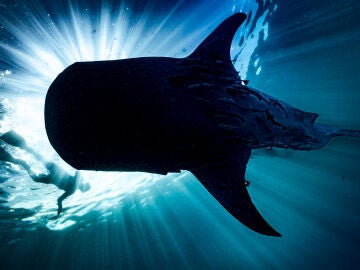 Imagen de archivo de un tiburón ballena