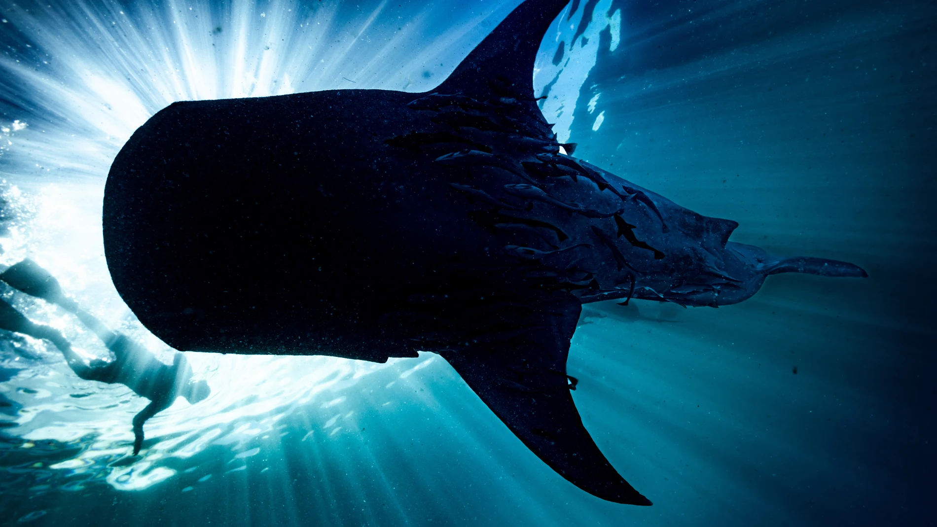 Imagen de archivo de un tiburón ballena Imagen de archivo de un tiburón ballena