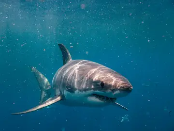 Imagen de archivo de un tiburón blanco