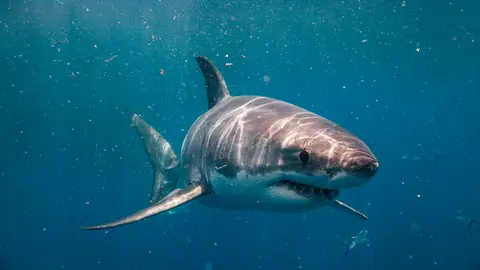 Imagen de archivo de un tiburón blanco