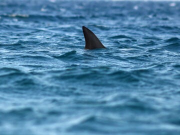 Imagen de archivo de la aleta de un tiburón