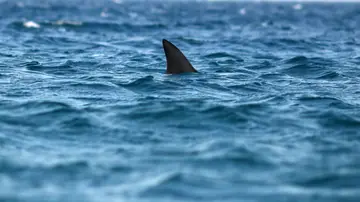 Imagen de archivo de la aleta de un tiburón Imagen de archivo de la aleta de un tiburón