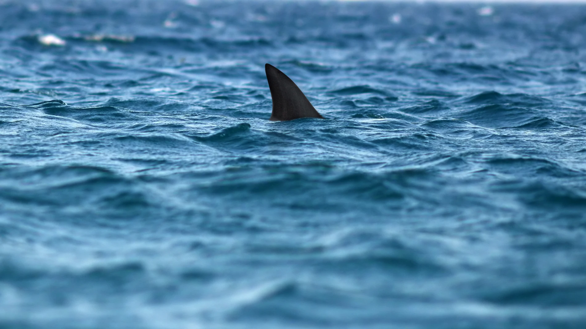 Imagen de archivo de la aleta de un tiburón