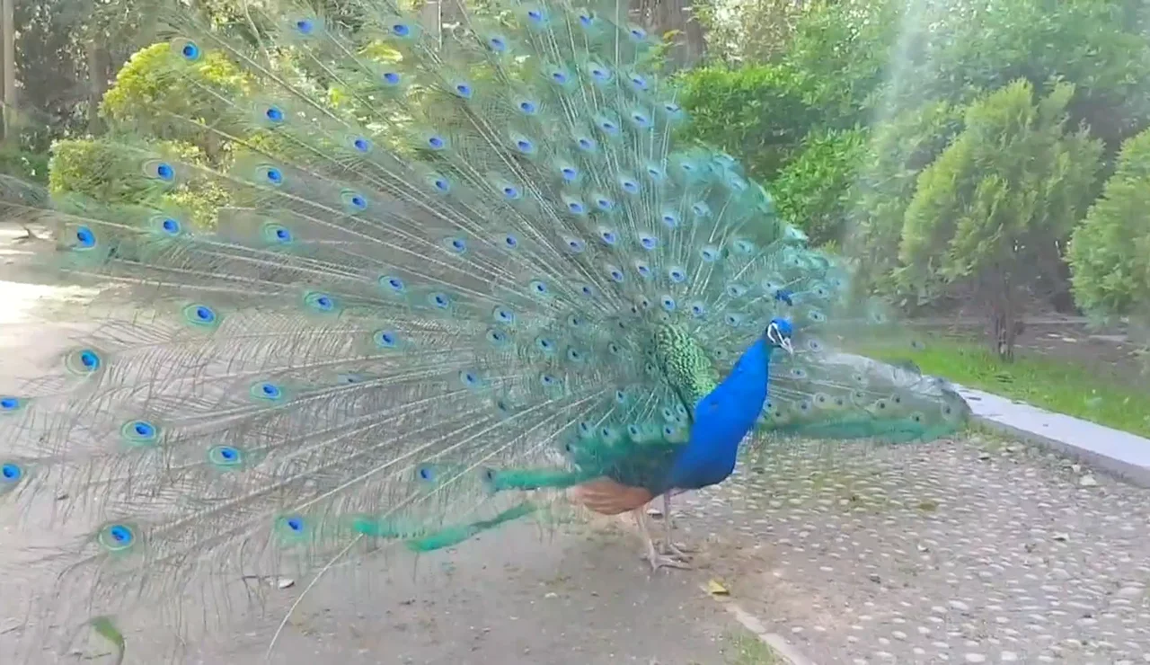 Imagen de un macho de pavo real desplegando la cola