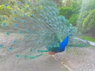 Imagen de un macho de pavo real desplegando la cola