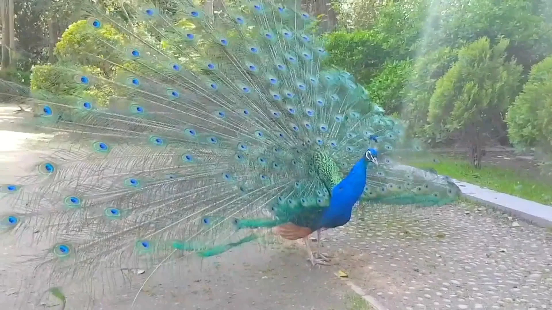 Imagen de un macho de pavo real desplegando la cola