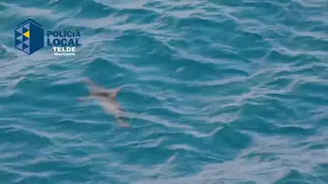 Tiburón en Telde