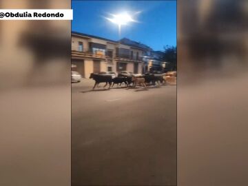 Estampida de vacas bravas