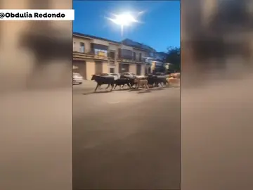Estampida de vacas bravas Estampida de vacas bravas