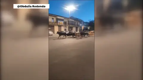 Estampida de vacas bravas Estampida de vacas bravas