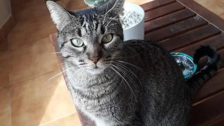 Naia, la gata desaparecida