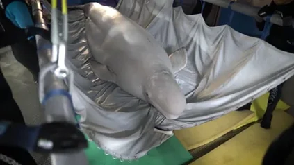 El traslado de dos belugas al Oceanogràfic de Valencia El traslado de dos belugas al Oceanogràfic de Valencia