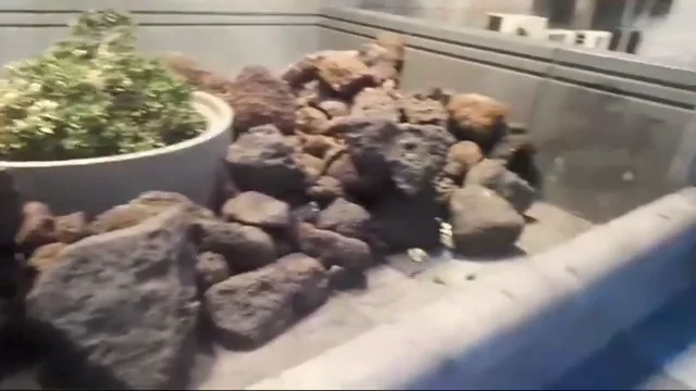 El vídeo de la plaga de ratones en Las Palmas de Gran Canaria El vídeo de la plaga de ratones en Las Palmas de Gran Canaria
