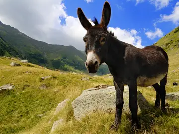 Burro en las montañas Burro en las montañas